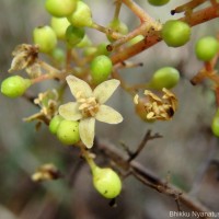 Semecarpus subpeltatus Thwaites